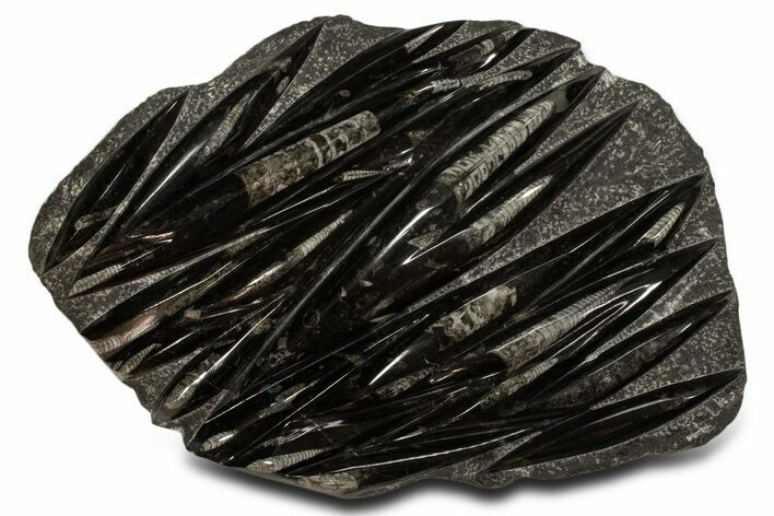 Polished Fossil Orthoceras (Cephalopod) Plate - Morocco #338382